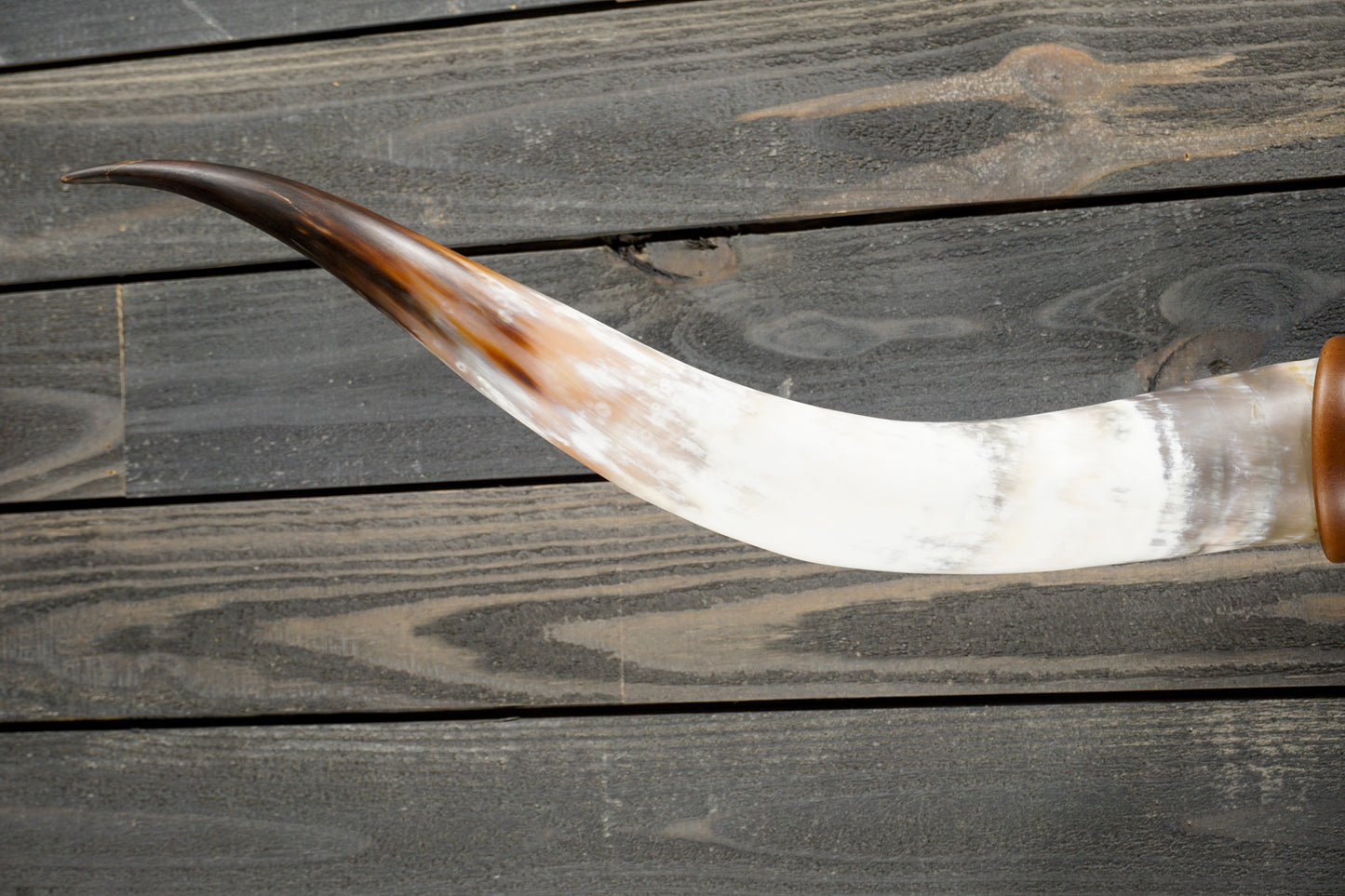 5' 2" Longhorn Wall Mount #300