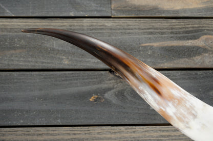 5' 2" Longhorn Wall Mount #300