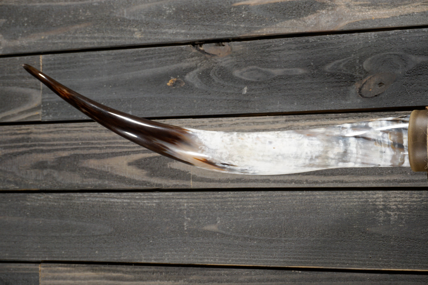 5' 3" Longhorn Wall Mount #316
