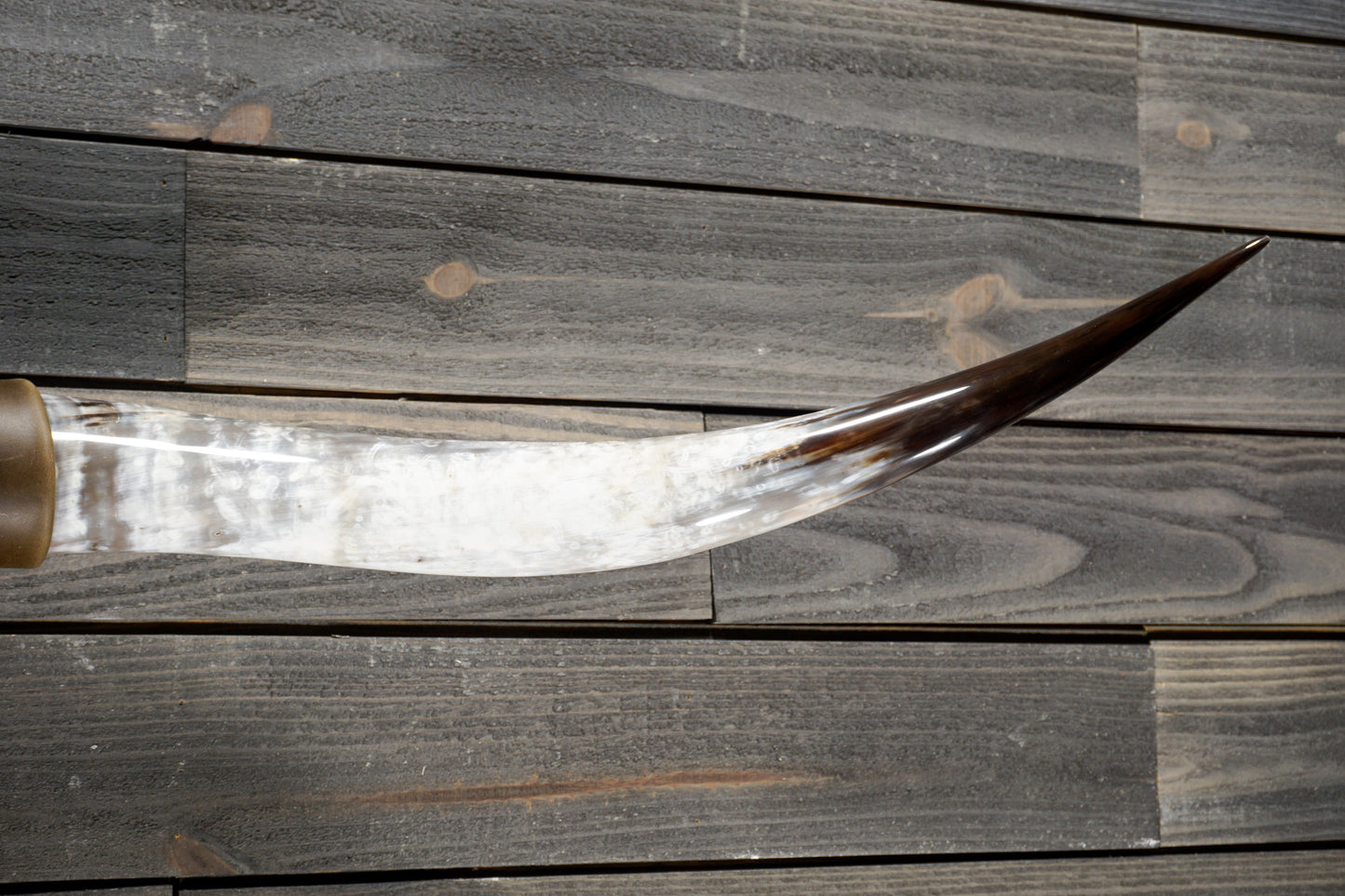5' 3" Longhorn Wall Mount #316