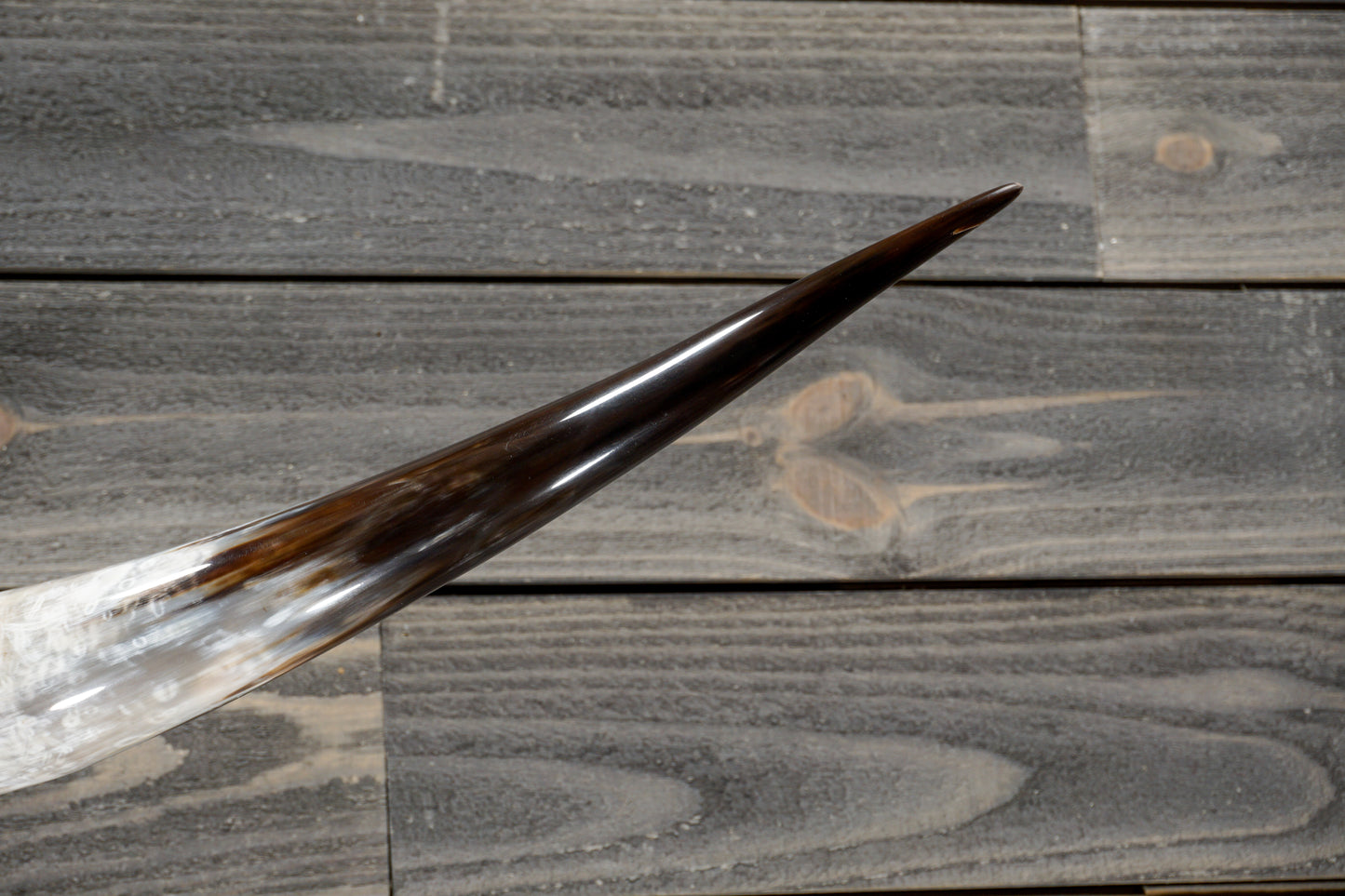 5' 3" Longhorn Wall Mount #316