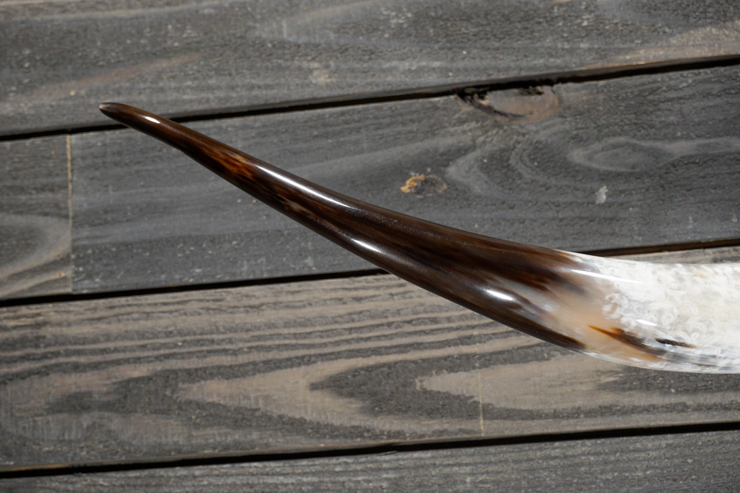 5' 3" Longhorn Wall Mount #316