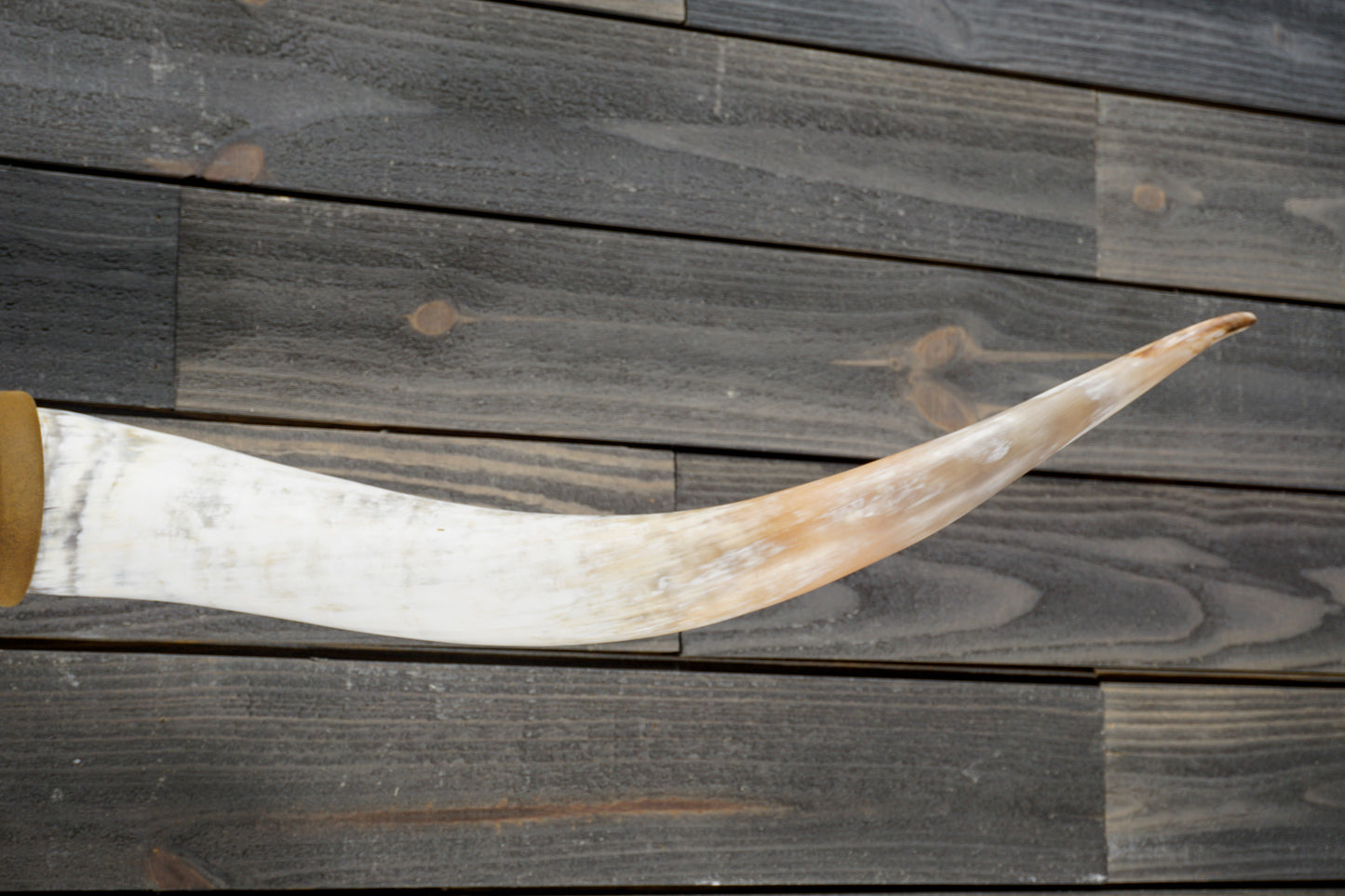 5' 2" Longhorn Wall Mount #323
