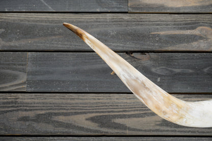 5' 2" Longhorn Wall Mount #323