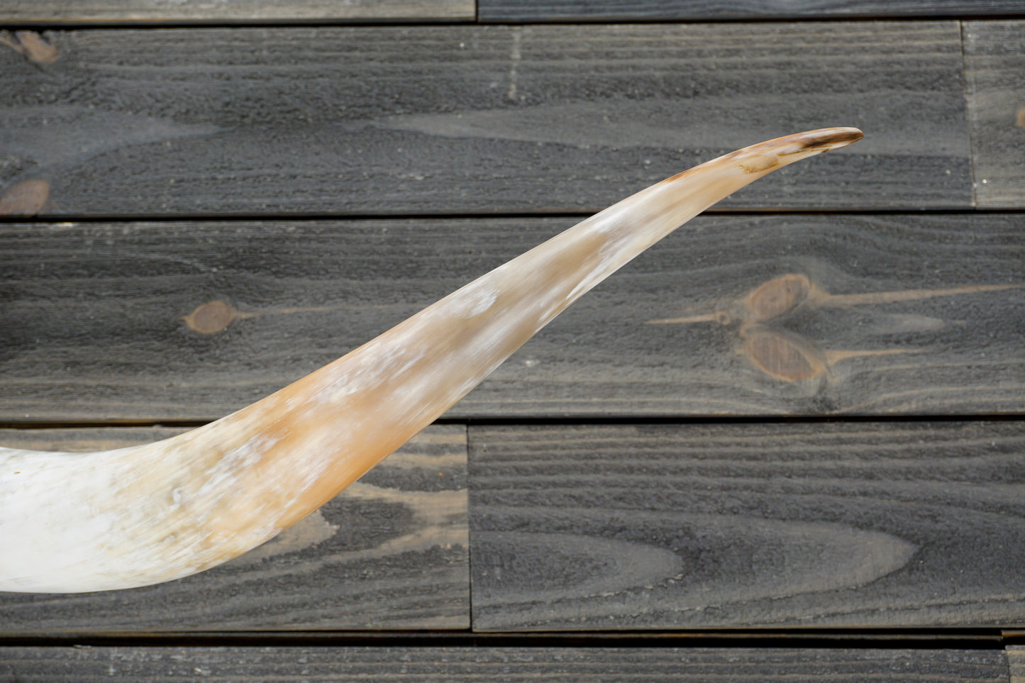 5' 2" Longhorn Wall Mount #323