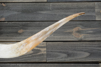 5' 2" Longhorn Wall Mount #323