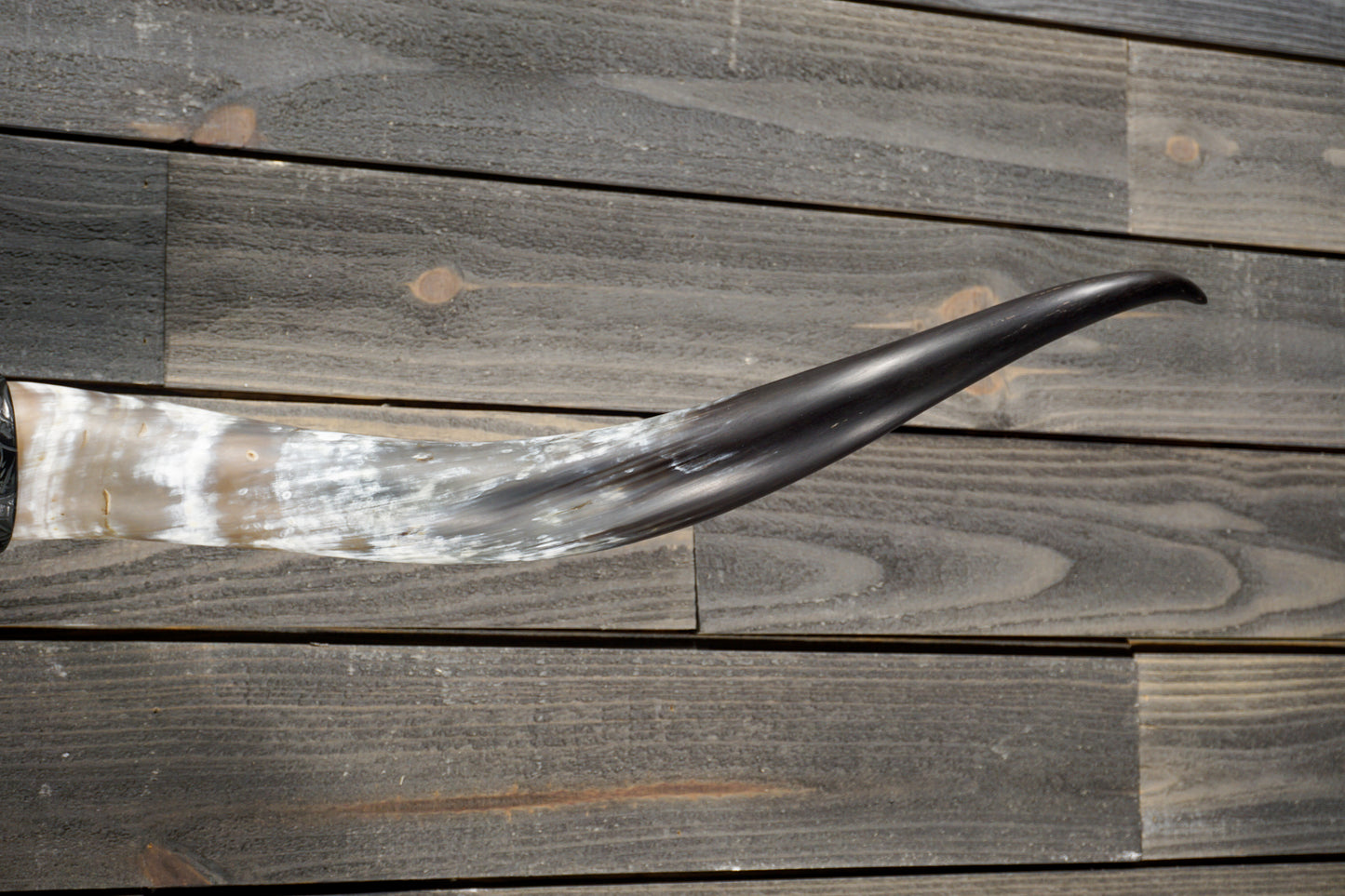 5' 5" Longhorn Wall Mount #328