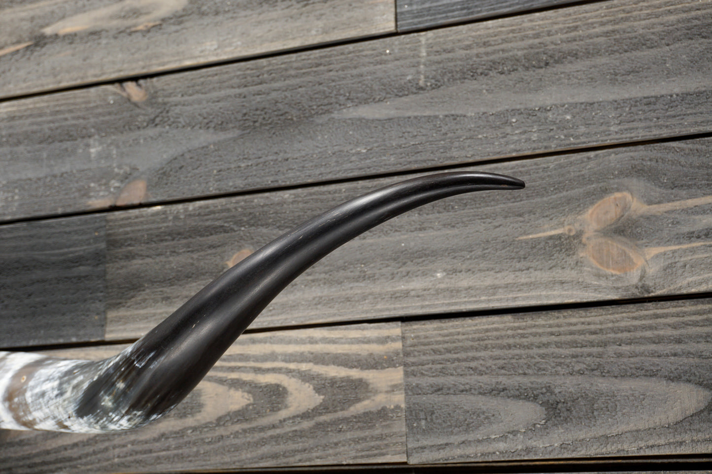 5' 5" Longhorn Wall Mount #328