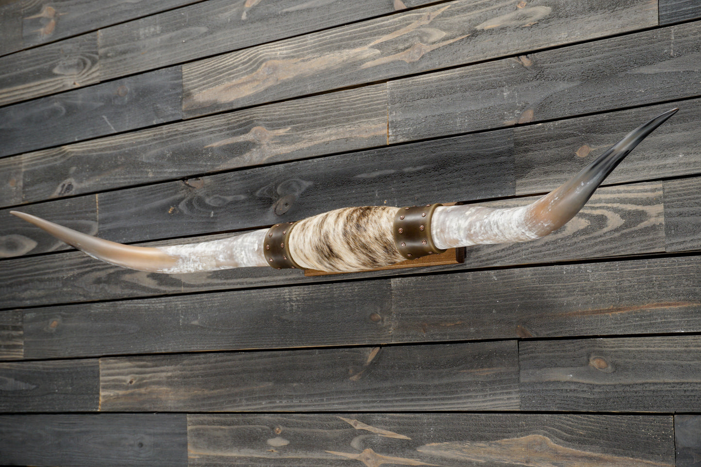 5' 4" Longhorn Wall Mount #337