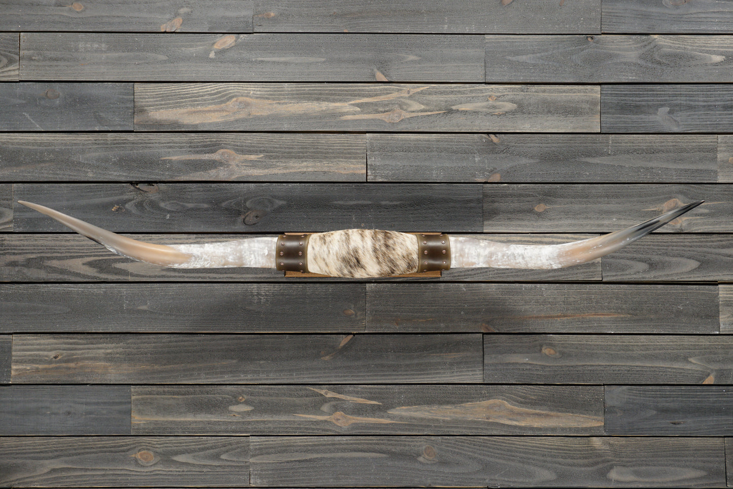 5' 4" Longhorn Wall Mount #337