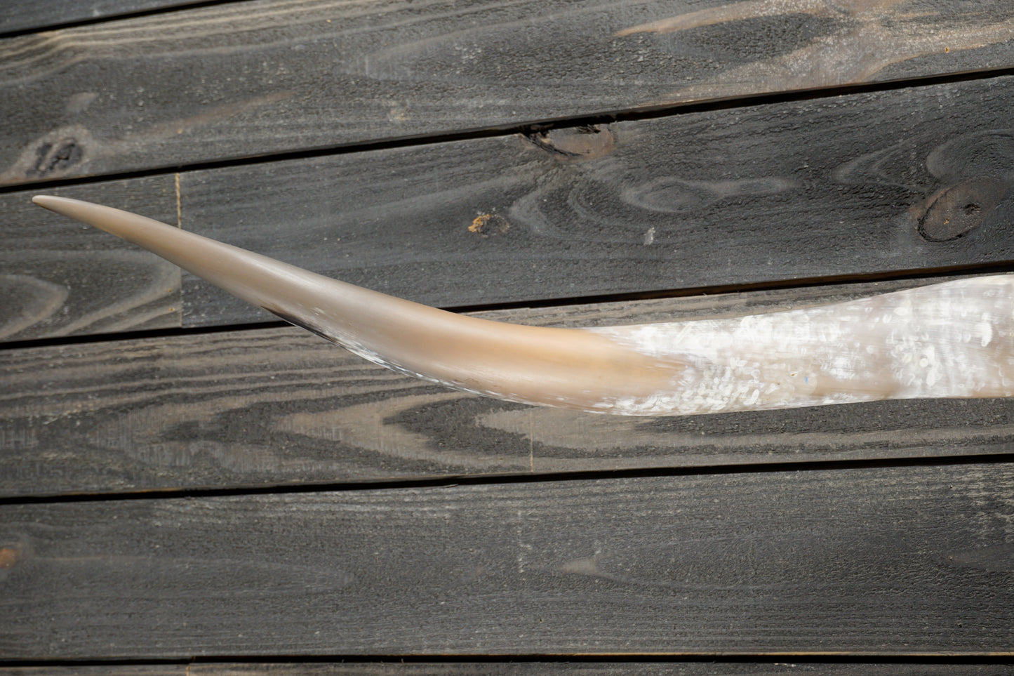 5' 4" Longhorn Wall Mount #337