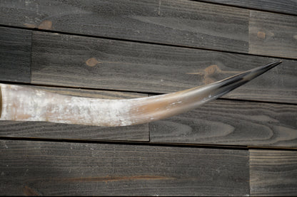 5' 4" Longhorn Wall Mount #337