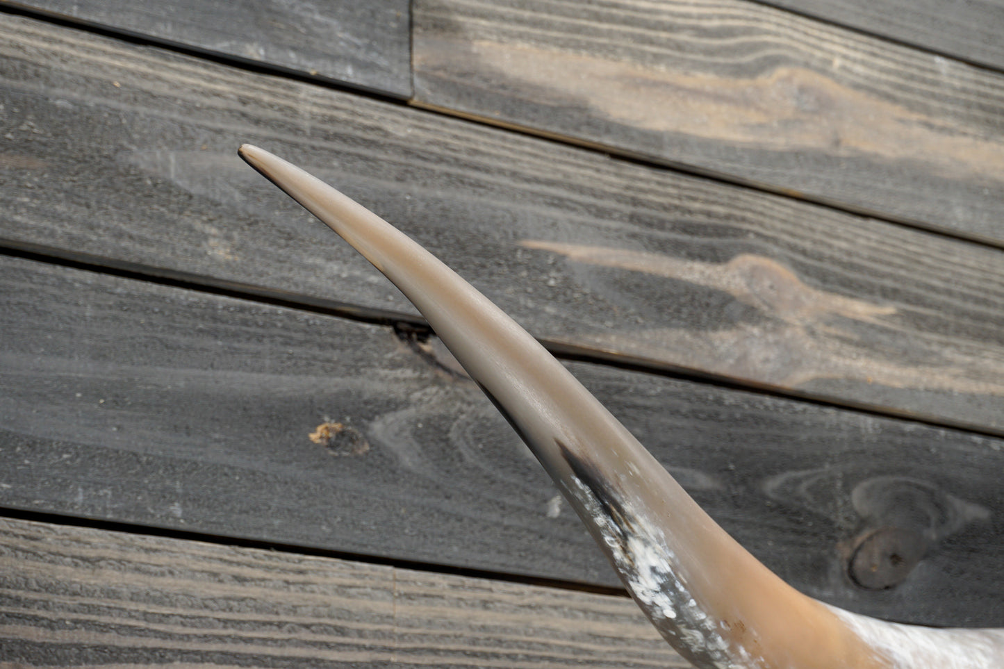 5' 4" Longhorn Wall Mount #337