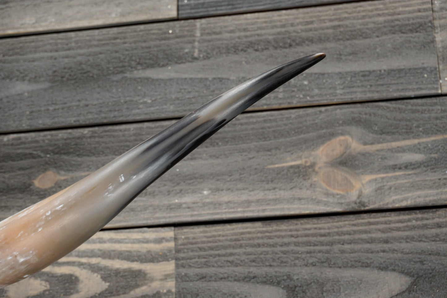 5' 4" Longhorn Wall Mount #337