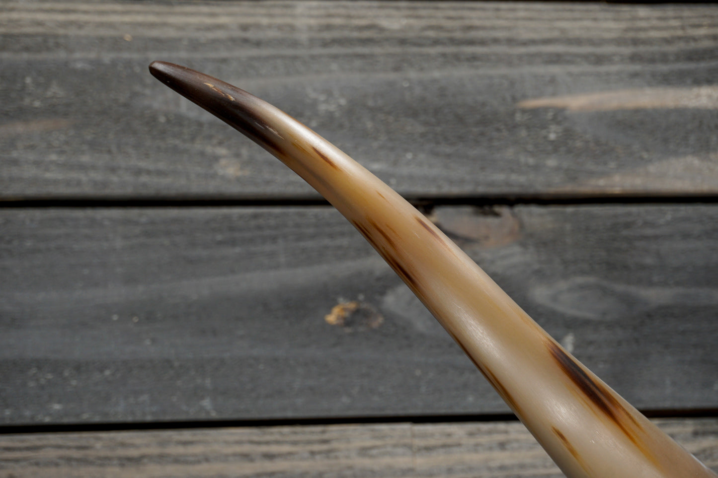 5' 0" Longhorn Wall Mount #343