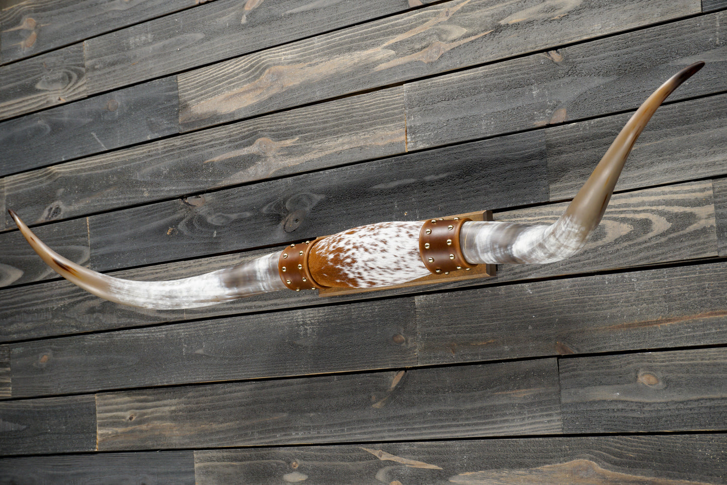 5' 0" Longhorn Wall Mount #343