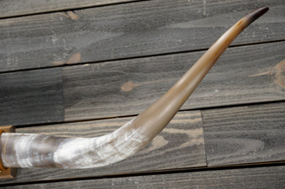 5' 0" Longhorn Wall Mount #343