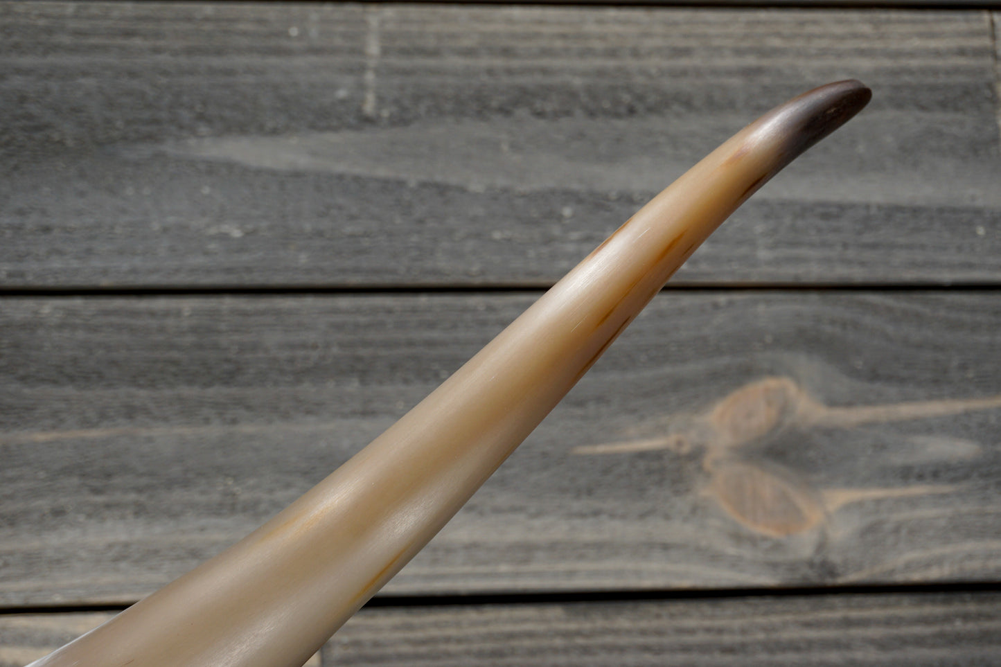 5' 0" Longhorn Wall Mount #343