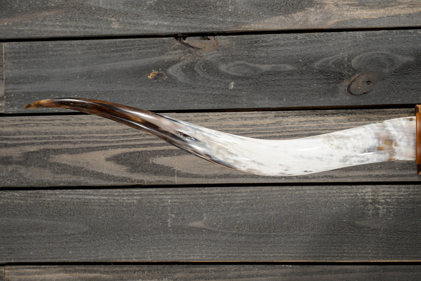 5' 3" Longhorn Wall Mount #349