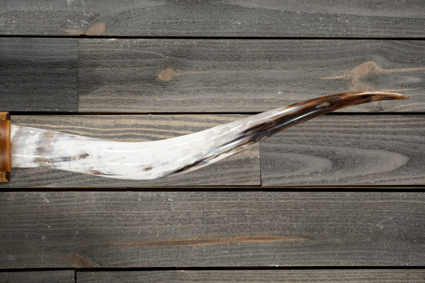 5' 3" Longhorn Wall Mount #349