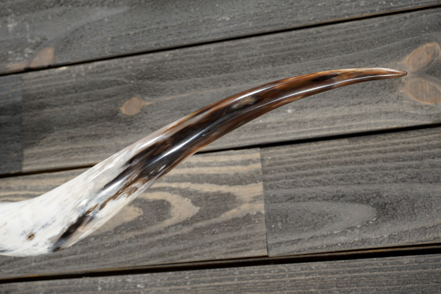 5' 3" Longhorn Wall Mount #349