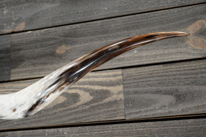 5' 3" Longhorn Wall Mount #349
