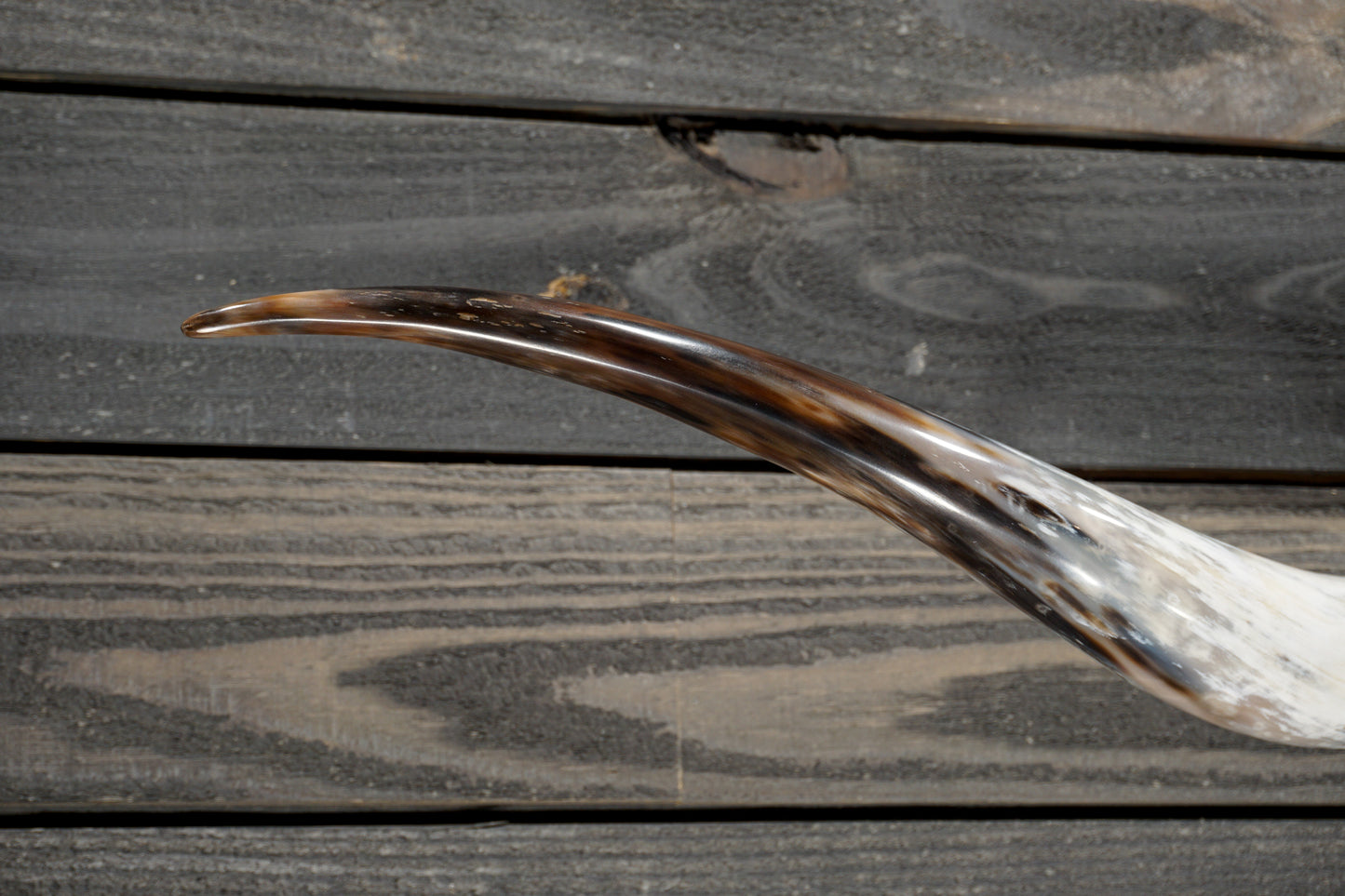 5' 3" Longhorn Wall Mount #349