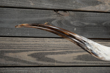 5' 3" Longhorn Wall Mount #349