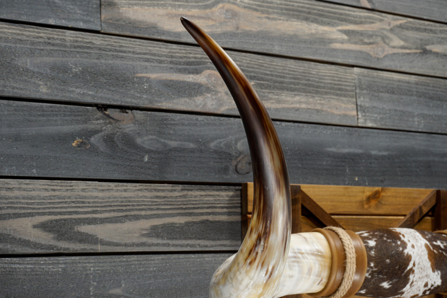 5' 8" Longhorn Wall Mount #352