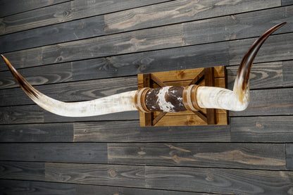 5' 8" Longhorn Wall Mount #352