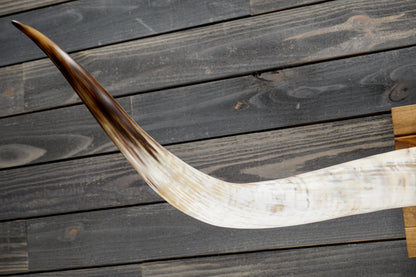 5' 8" Longhorn Wall Mount #352