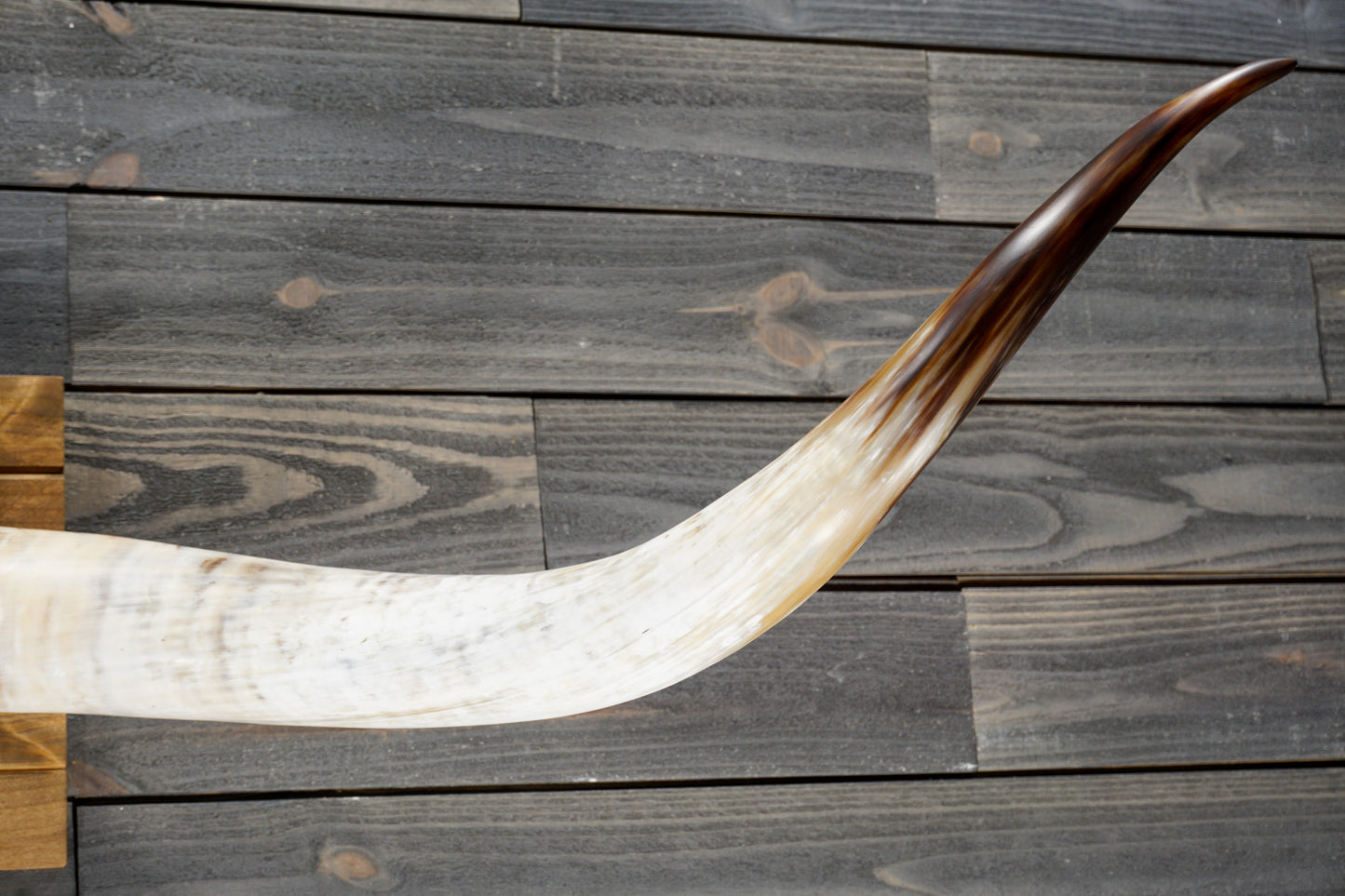 5' 8" Longhorn Wall Mount #352