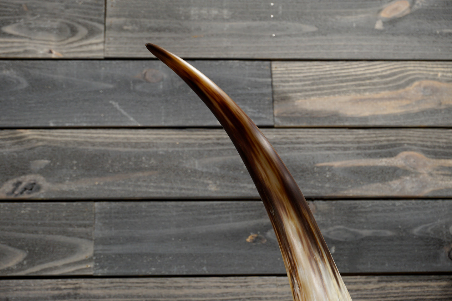 5' 8" Longhorn Wall Mount #352