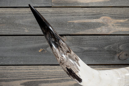 4' 3" Longhorn Wall Mount #378