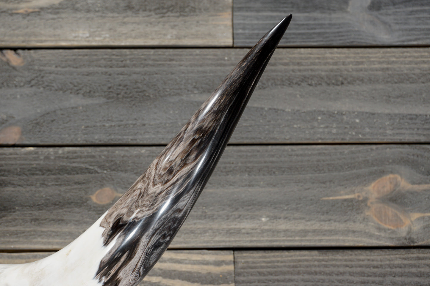 4' 3" Longhorn Wall Mount #378