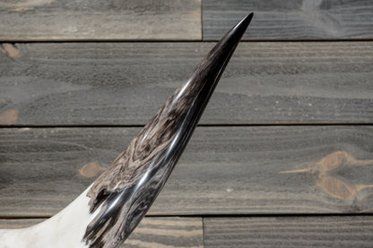 4' 3" Longhorn Wall Mount #378