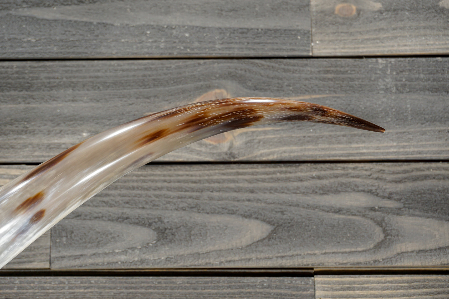 6' 4" Longhorn Wall Mount #380