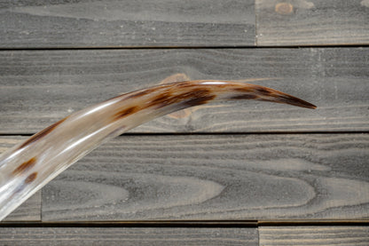 6' 4" Longhorn Wall Mount #380