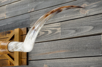 6' 4" Longhorn Wall Mount #380