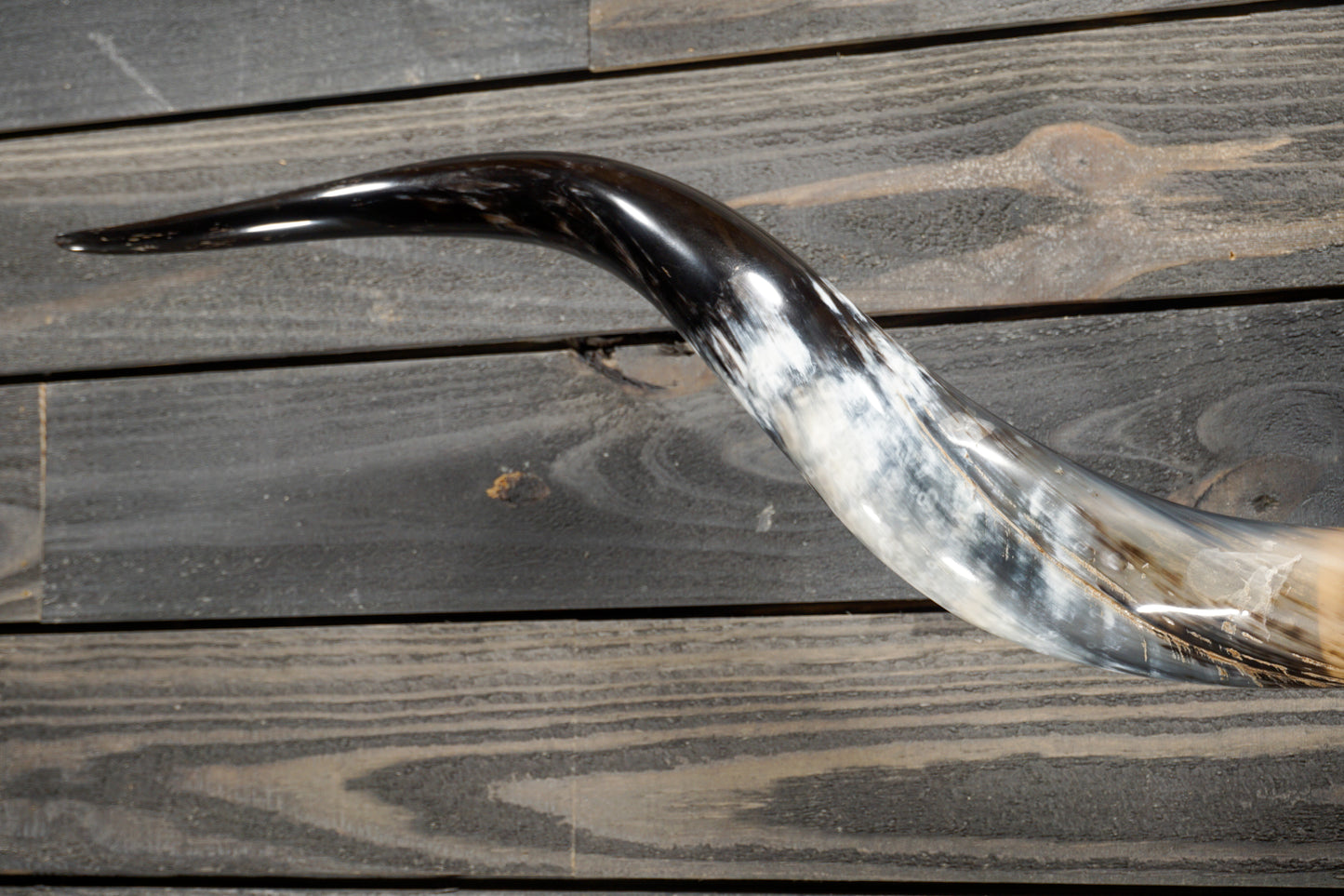 5' 2" Longhorn Wall Mount #308