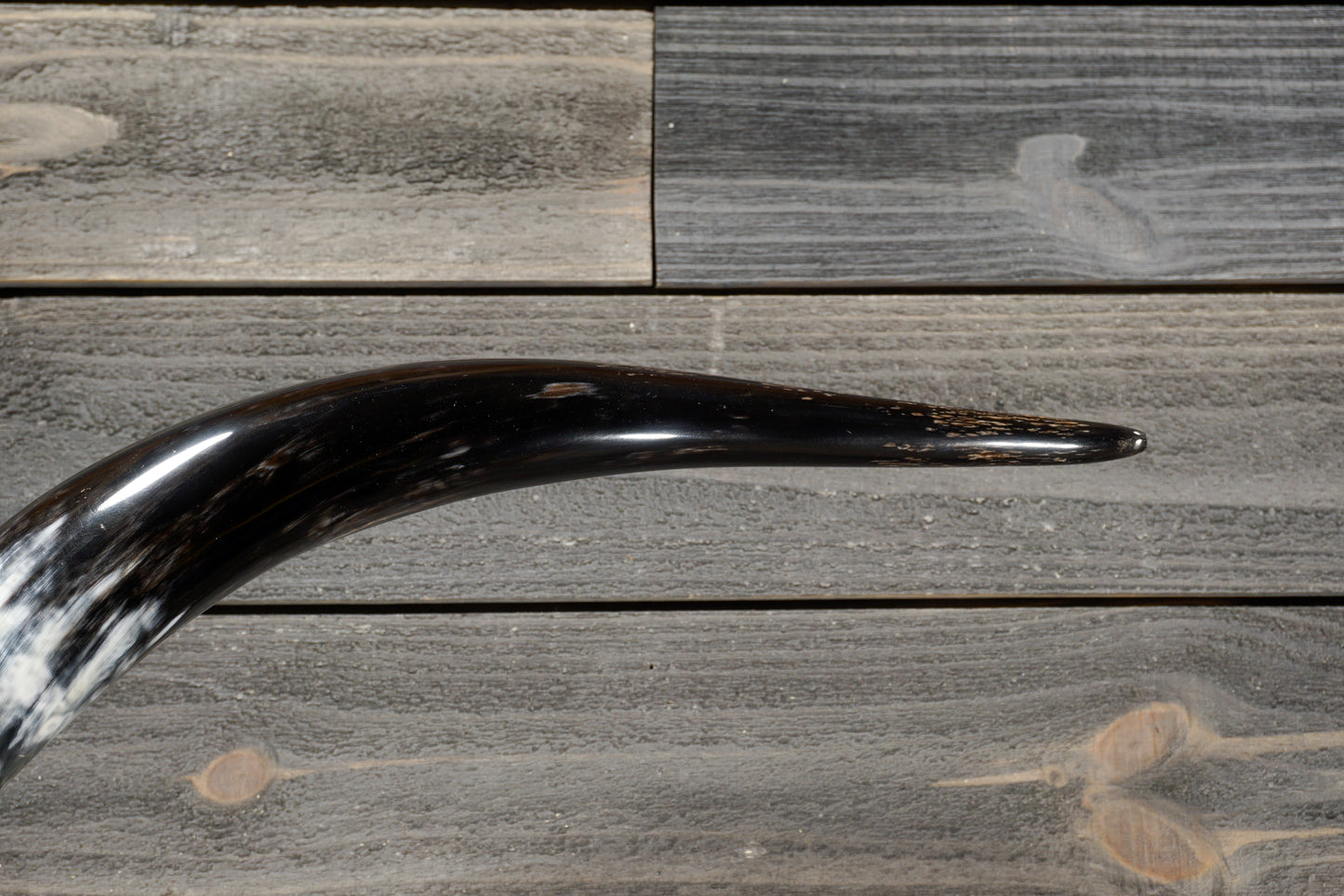 5' 2" Longhorn Wall Mount #308