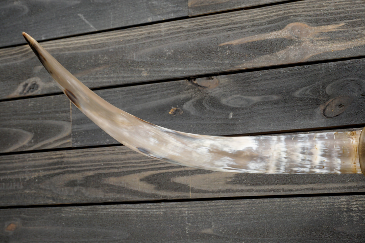 4' 7" Longhorn Wall Mount #359