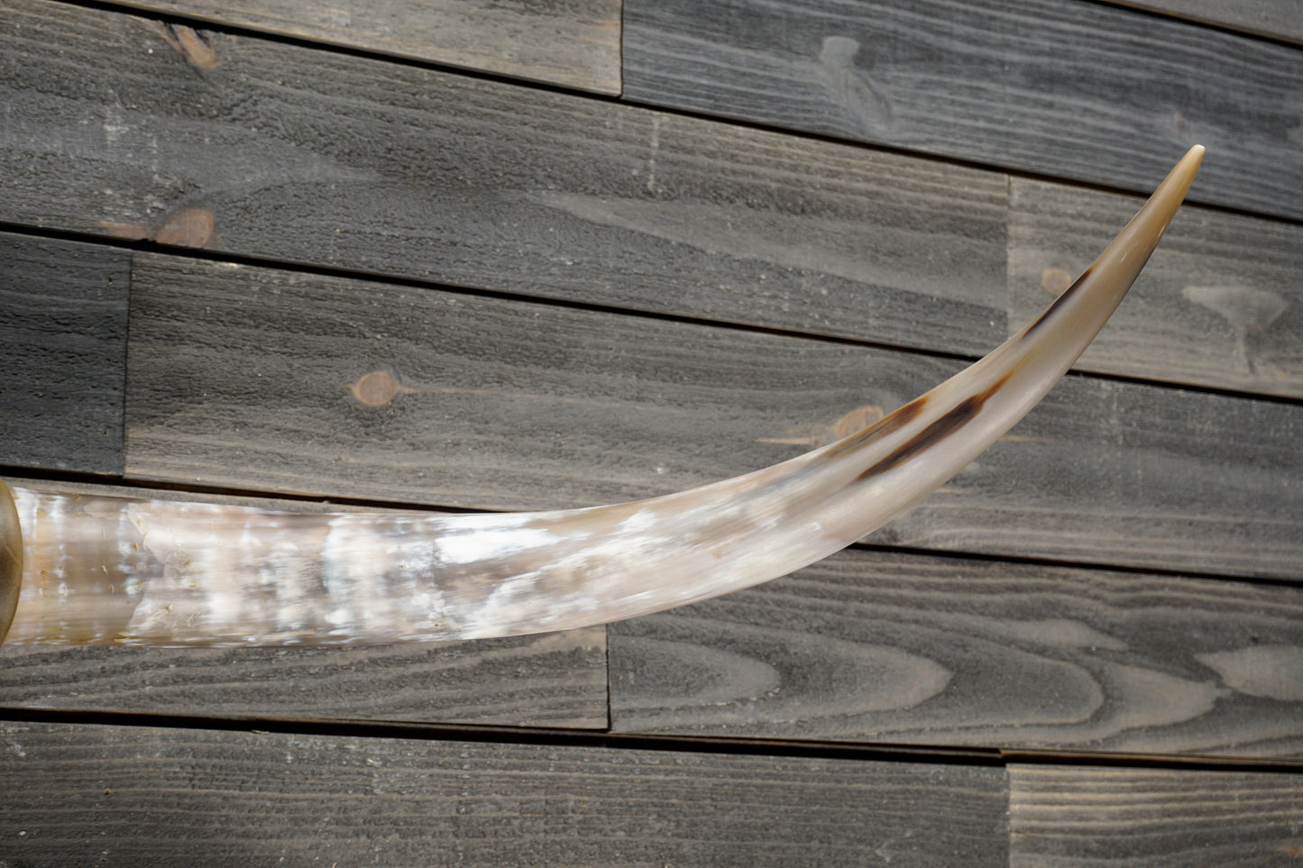 4' 7" Longhorn Wall Mount #359