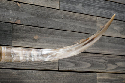4' 7" Longhorn Wall Mount #359