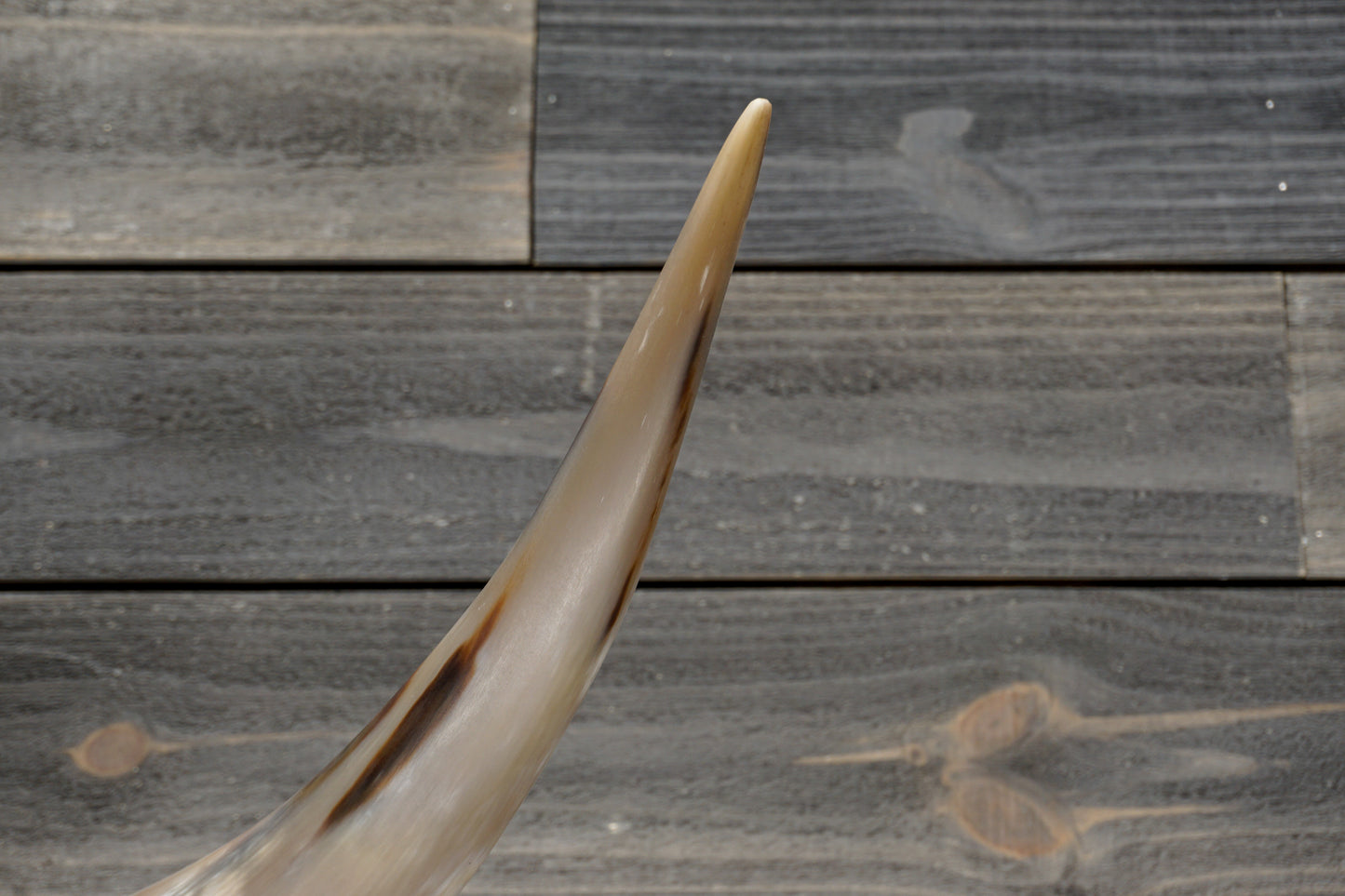 4' 7" Longhorn Wall Mount #359