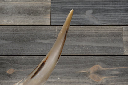 4' 7" Longhorn Wall Mount #359