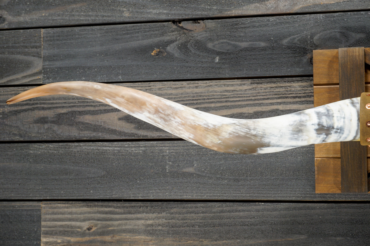 5' 9" Longhorn Wall Mount #271