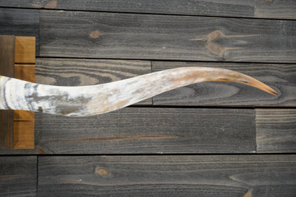 5' 9" Longhorn Wall Mount #271