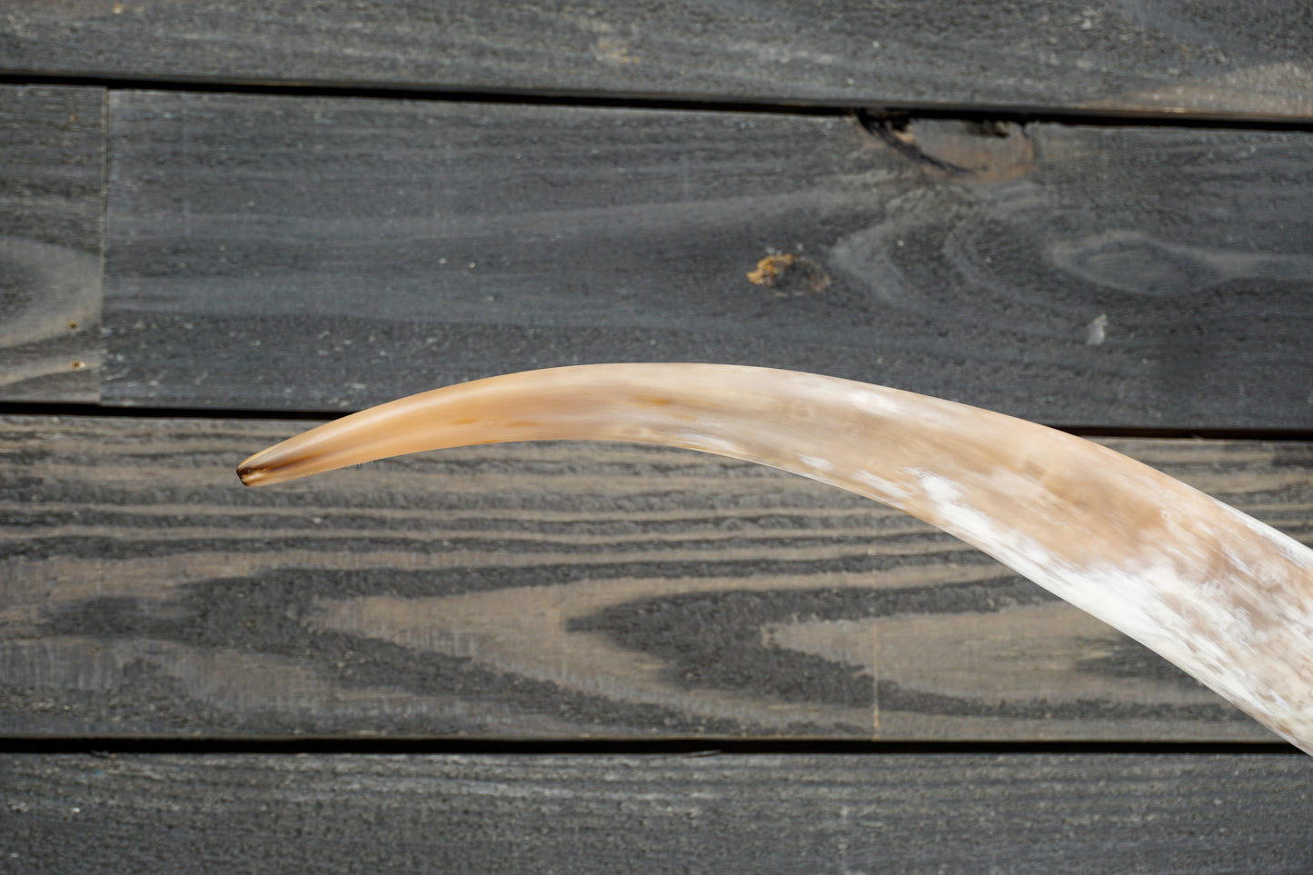 5' 9" Longhorn Wall Mount #271