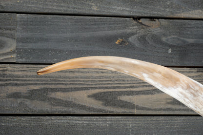 5' 9" Longhorn Wall Mount #271